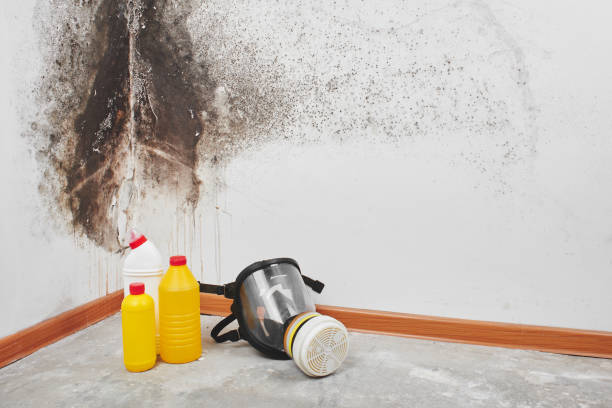Best Residential Mold Removal  in Burgin, KY