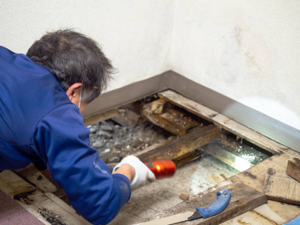 Best Fast Mold Removal  in Burgin, KY