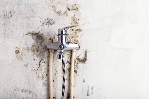 Best Toxic Mold Removal  in Burgin, KY