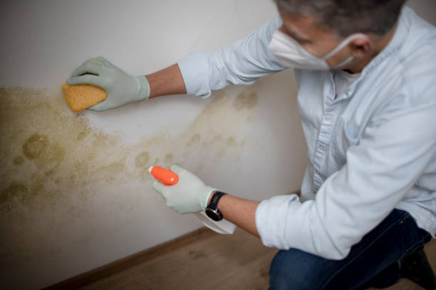 Best Mold Removal Process  in Burgin, KY