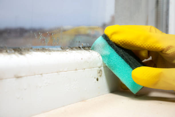 Best Mold Testing  in Burgin, KY
