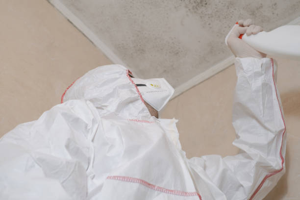 Best Attic Mold Removal  in Burgin, KY