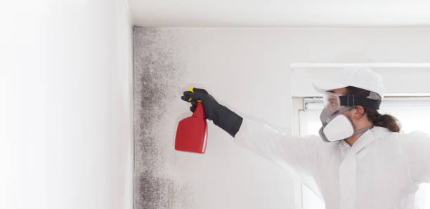Best Mold Cleaning Services  in Burgin, KY