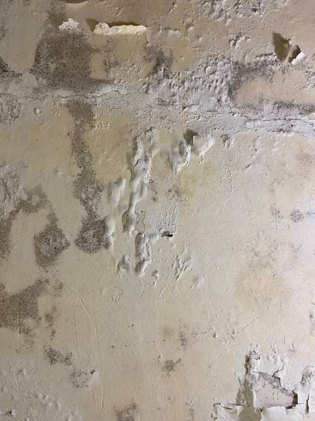 Attic Mold Removal in Burgin, KY