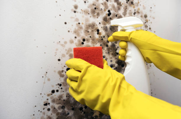 Best Mold Remediation  in Burgin, KY