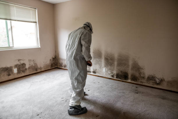 Best Mold Removal Company Near Me  in Burgin, KY