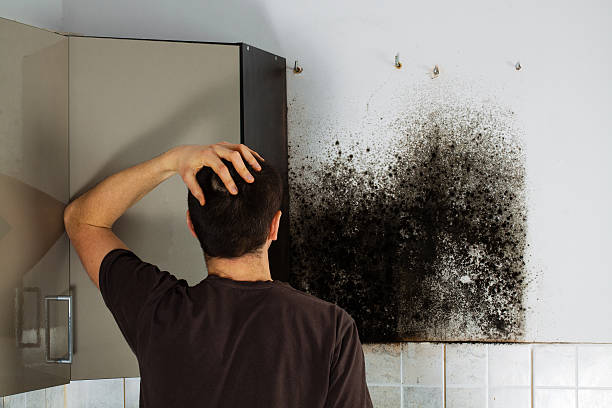 Best Home Mold Removal  in Burgin, KY