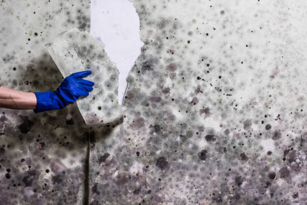 Best Affordable Mold Removal  in Burgin, KY