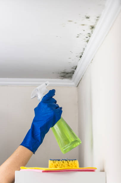 Best Best Mold Removal Companies  in Burgin, KY