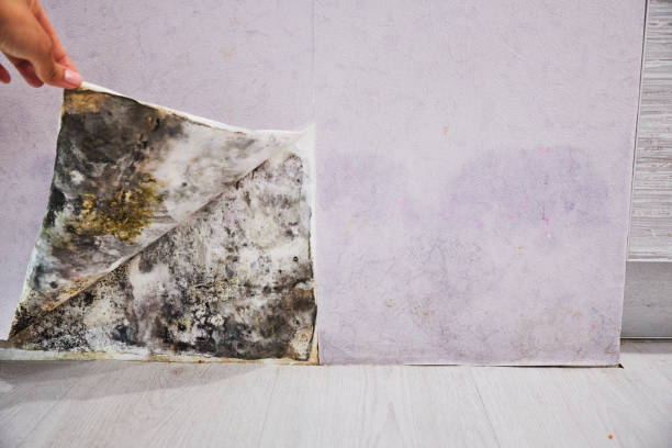 Reliable Burgin, KY Mold Removal Solutions